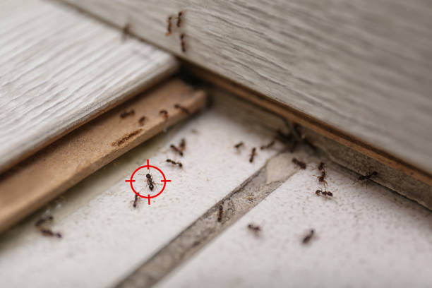Best Wasp Removal Services  in Wedgefield, SC