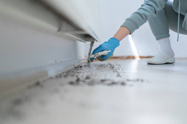 Best Mosquito Control Services  in Wedgefield, SC